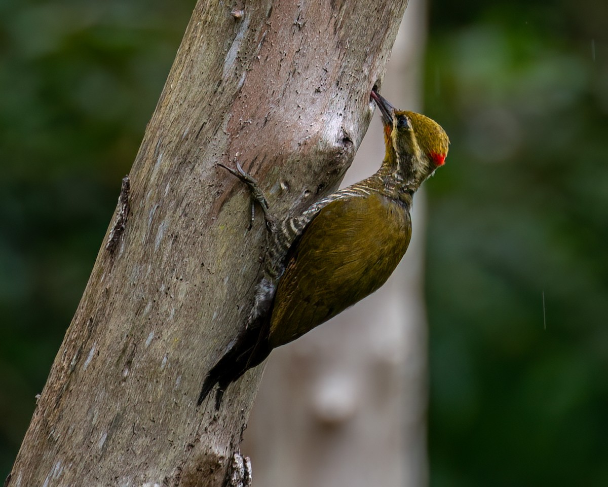 Carpintero Cejigualdo - ML627362162