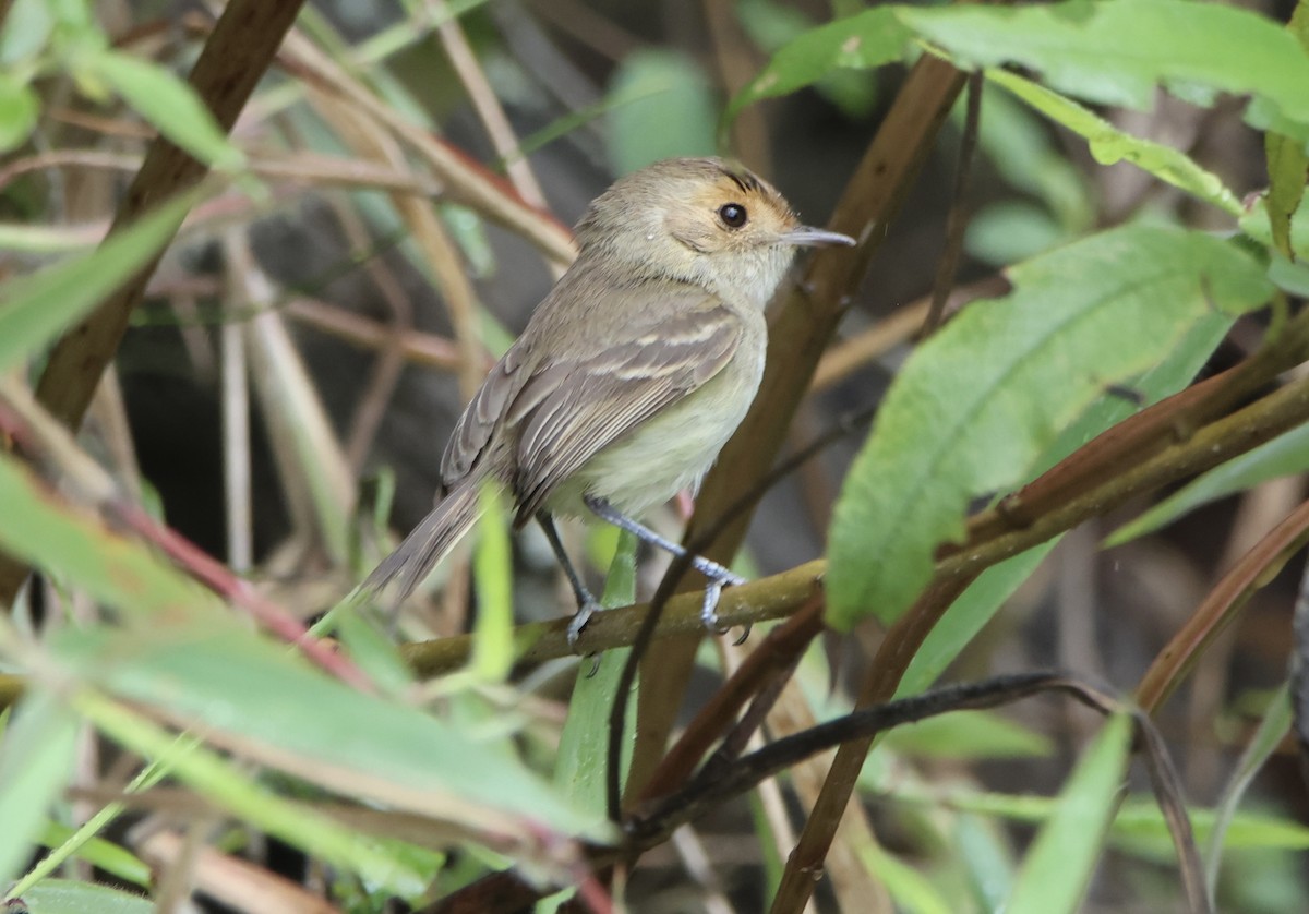 Fulvous-faced Scrub-Tyrant - ML627362187