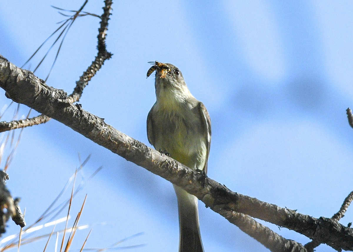 Eastern Phoebe - ML627362265