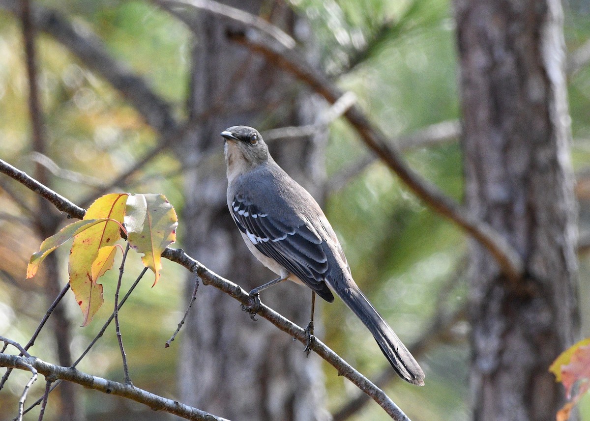Northern Mockingbird - ML627362267