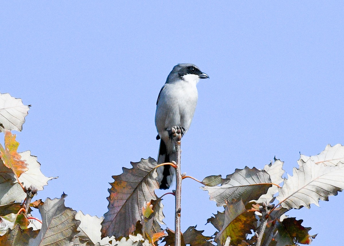 Loggerhead Shrike - ML627362272