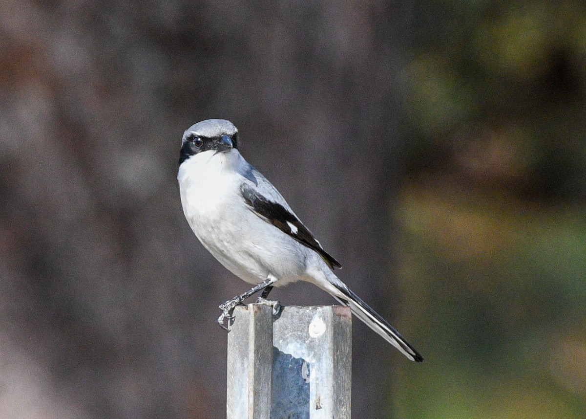 Loggerhead Shrike - ML627362273