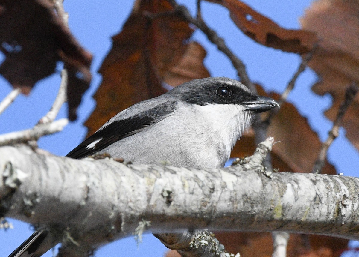 Loggerhead Shrike - ML627362274