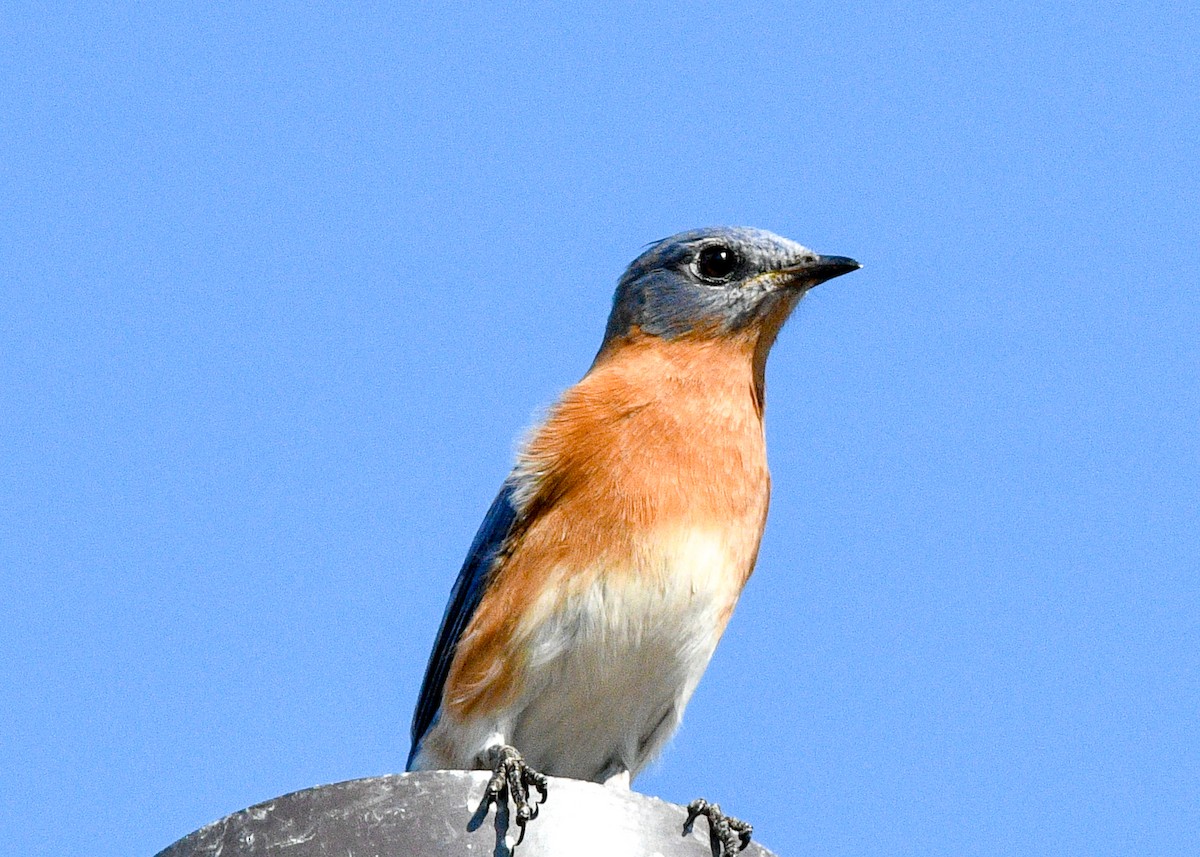 Eastern Bluebird - ML627362428