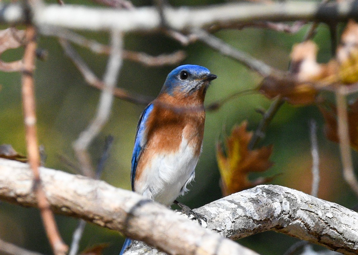 Eastern Bluebird - ML627362429