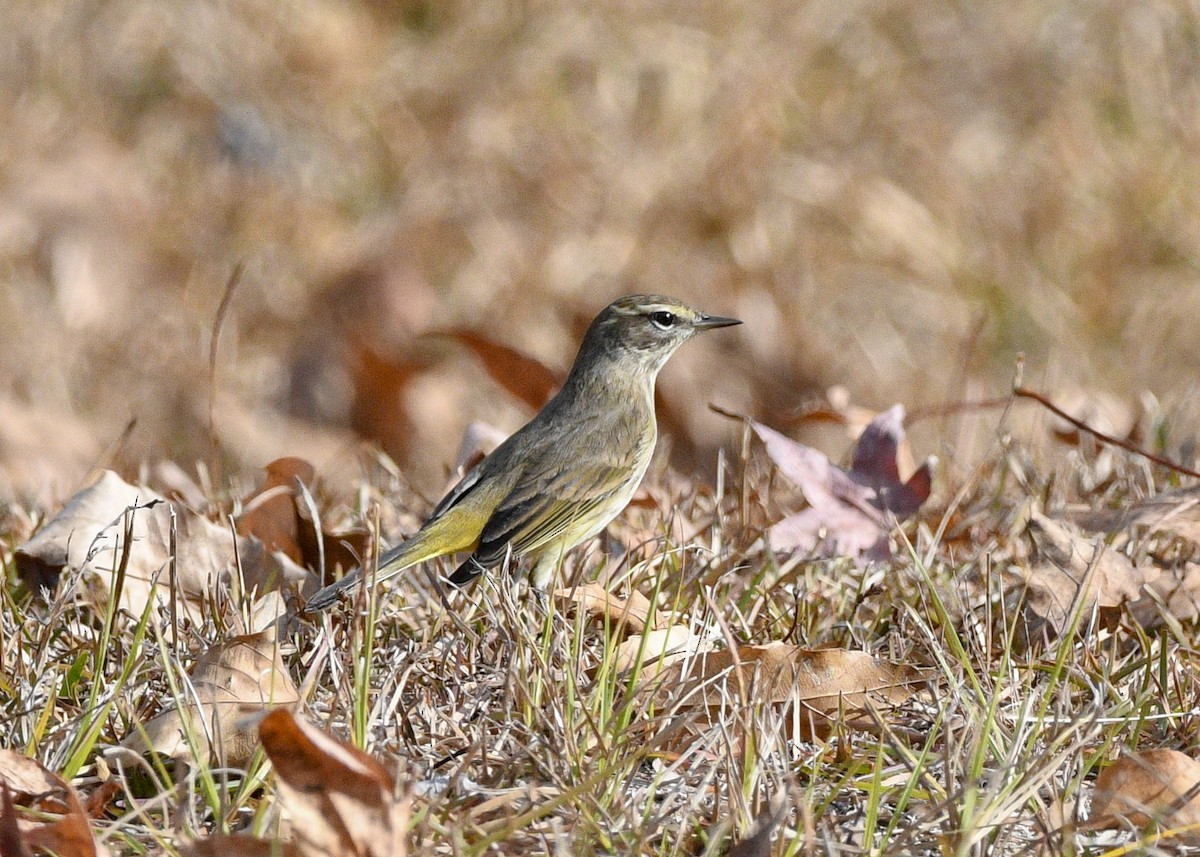 Palm Warbler - ML627362433