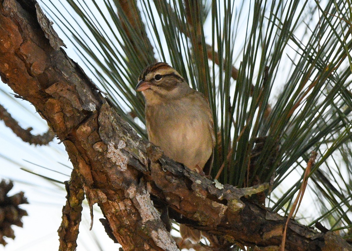 Chipping Sparrow - ML627362438
