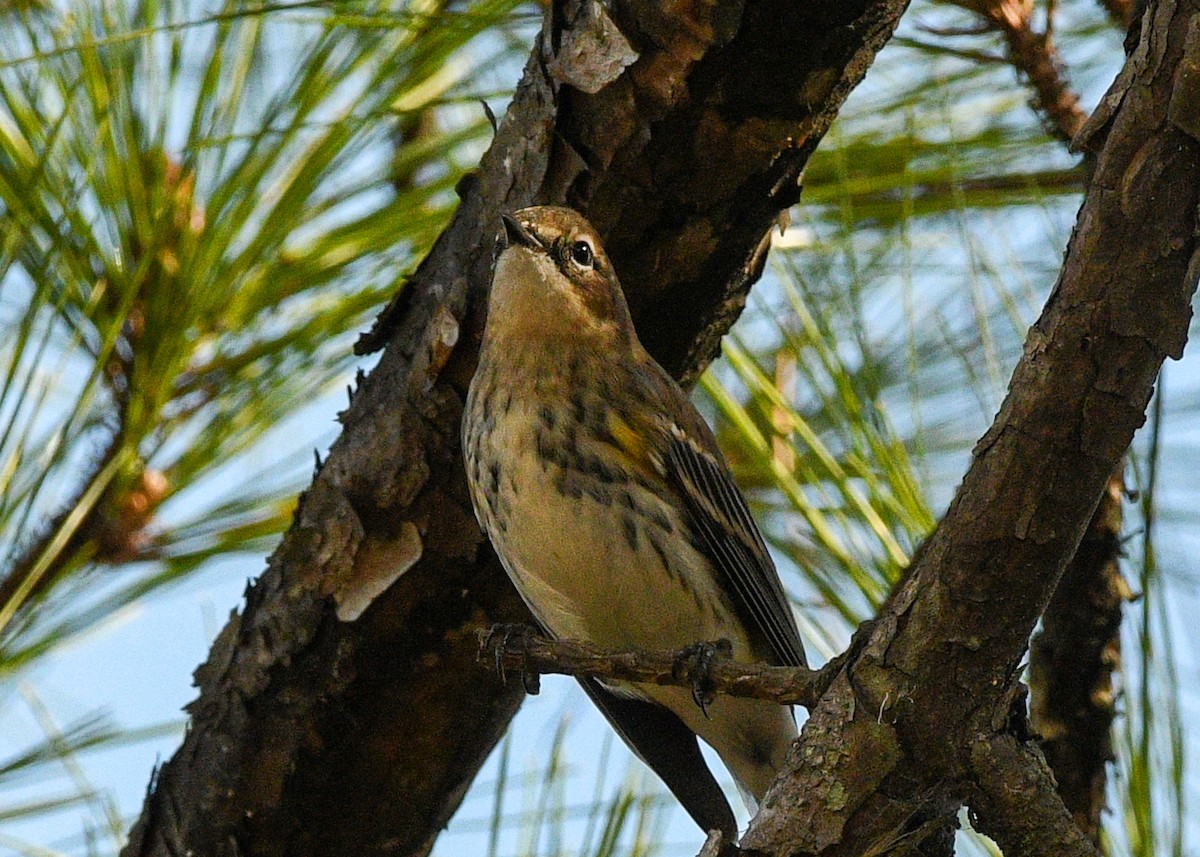 Yellow-rumped Warbler - ML627362445