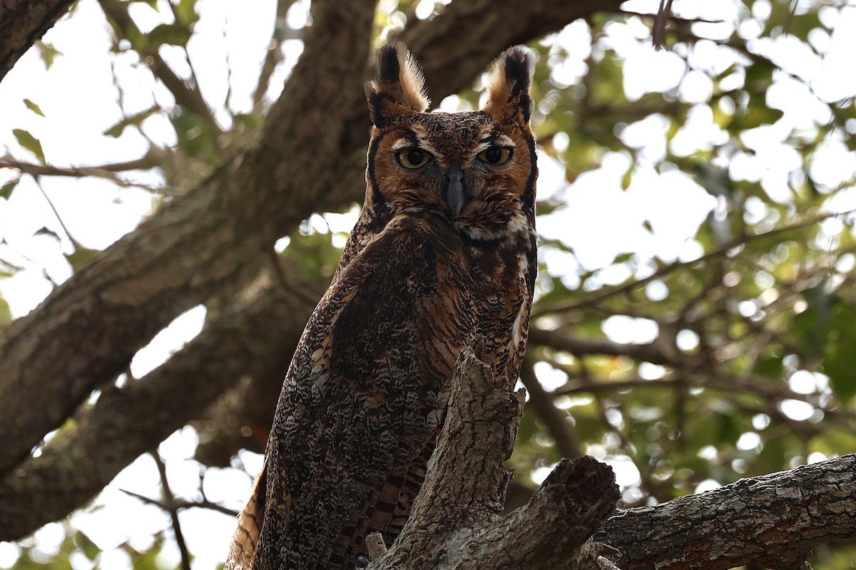 Great Horned Owl - ML627362527