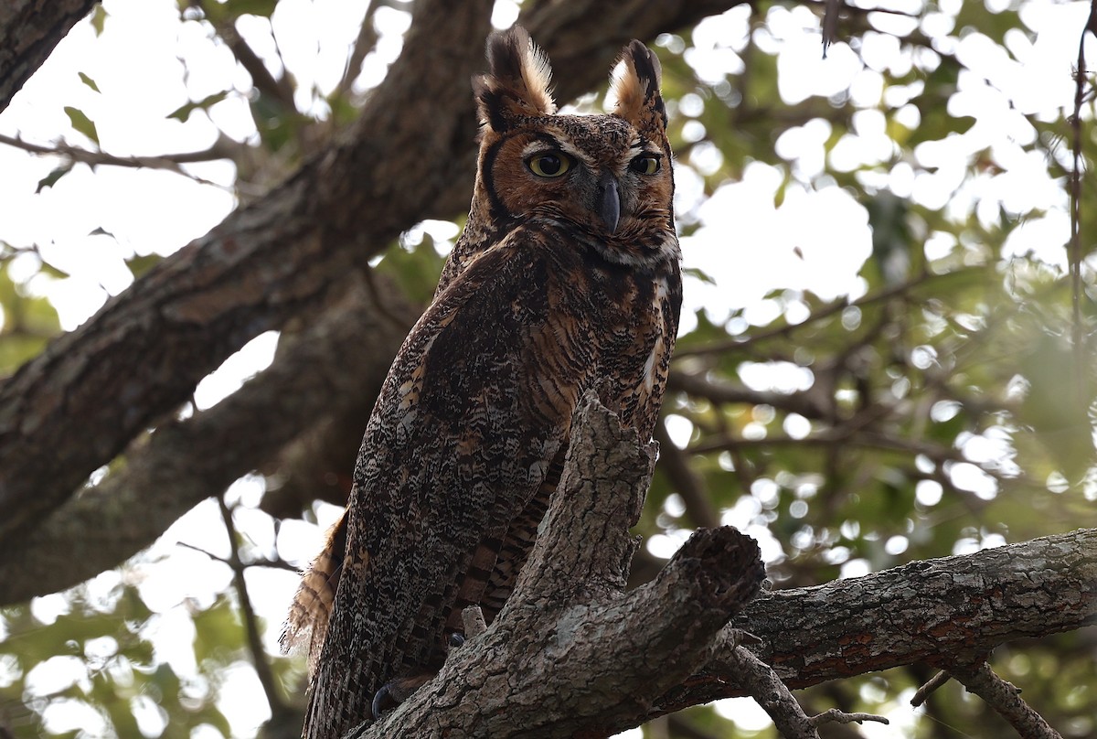 Great Horned Owl - ML627362528