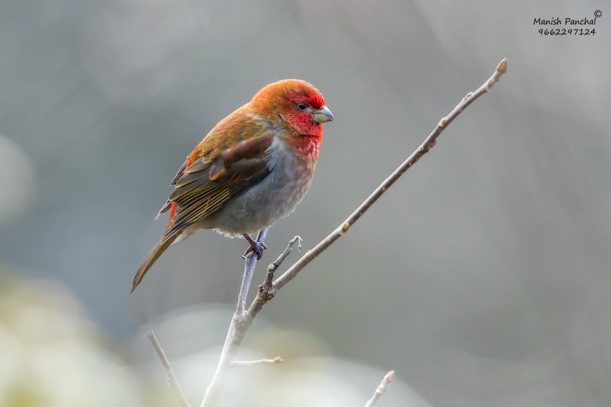 Crimson-browed Finch - ML627362535