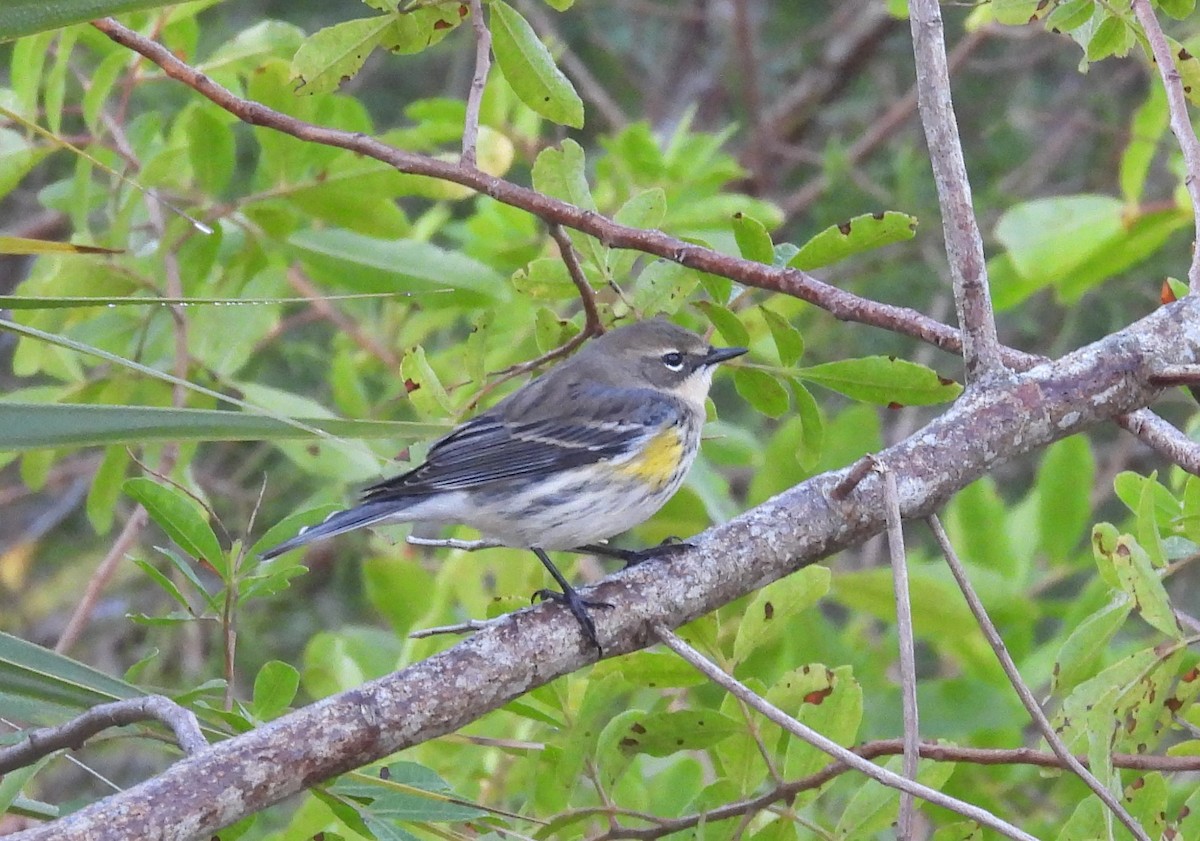 Yellow-rumped Warbler - ML627362737