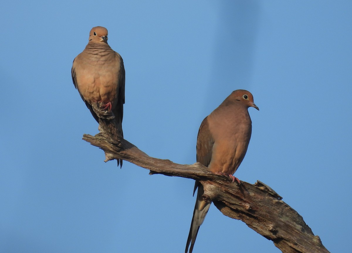 Mourning Dove - ML627362774