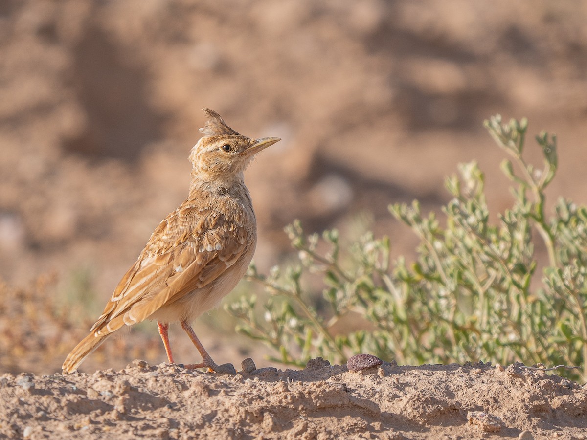 Crested Lark (Maghreb) - ML627363104