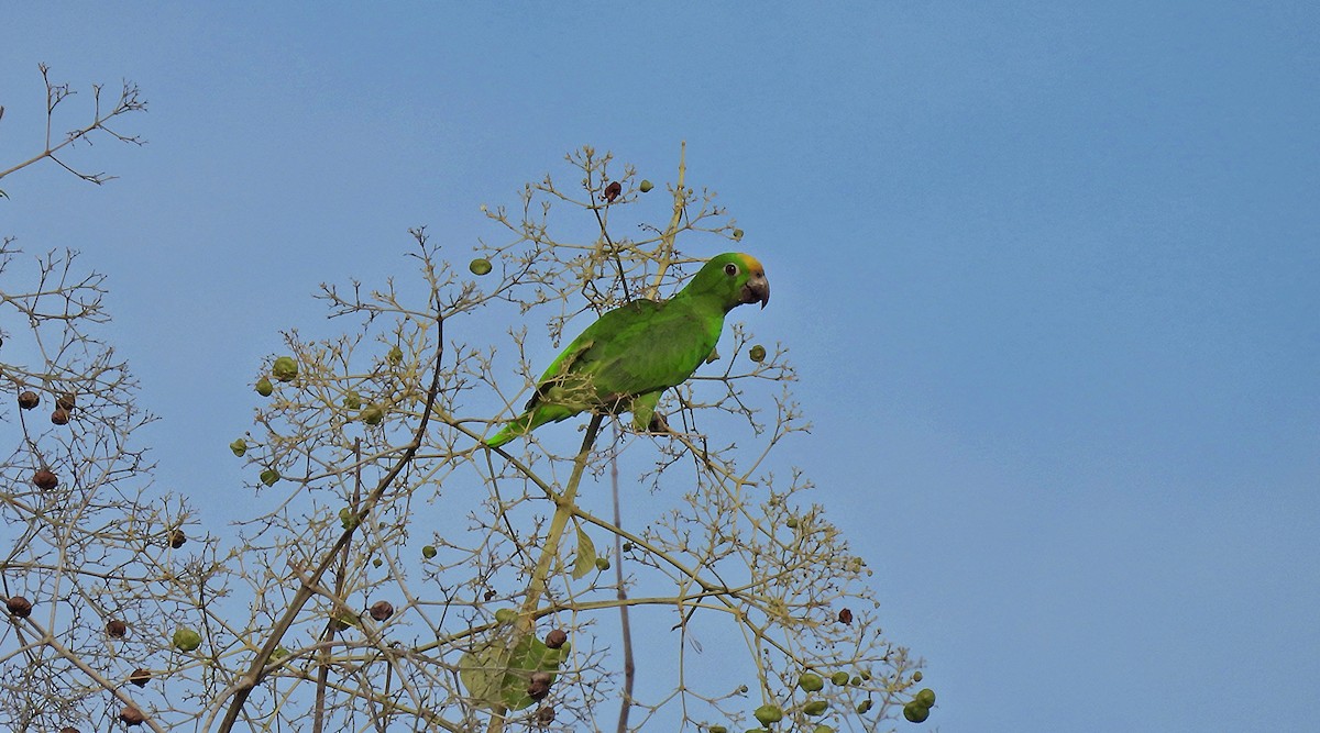 Yellow-crowned Amazon - ML627363135