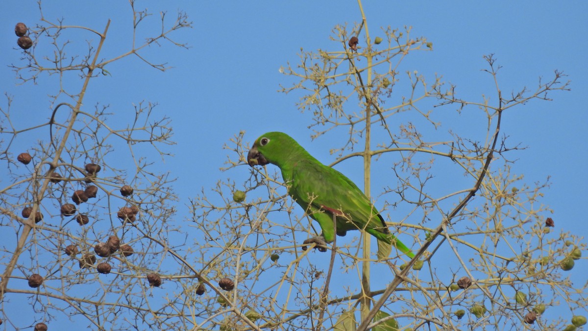 Yellow-crowned Amazon - ML627363136