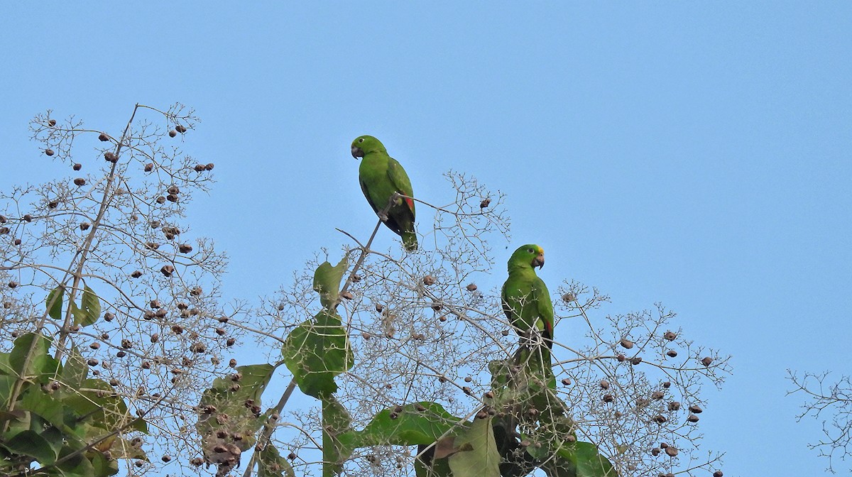 Yellow-crowned Amazon - ML627363173