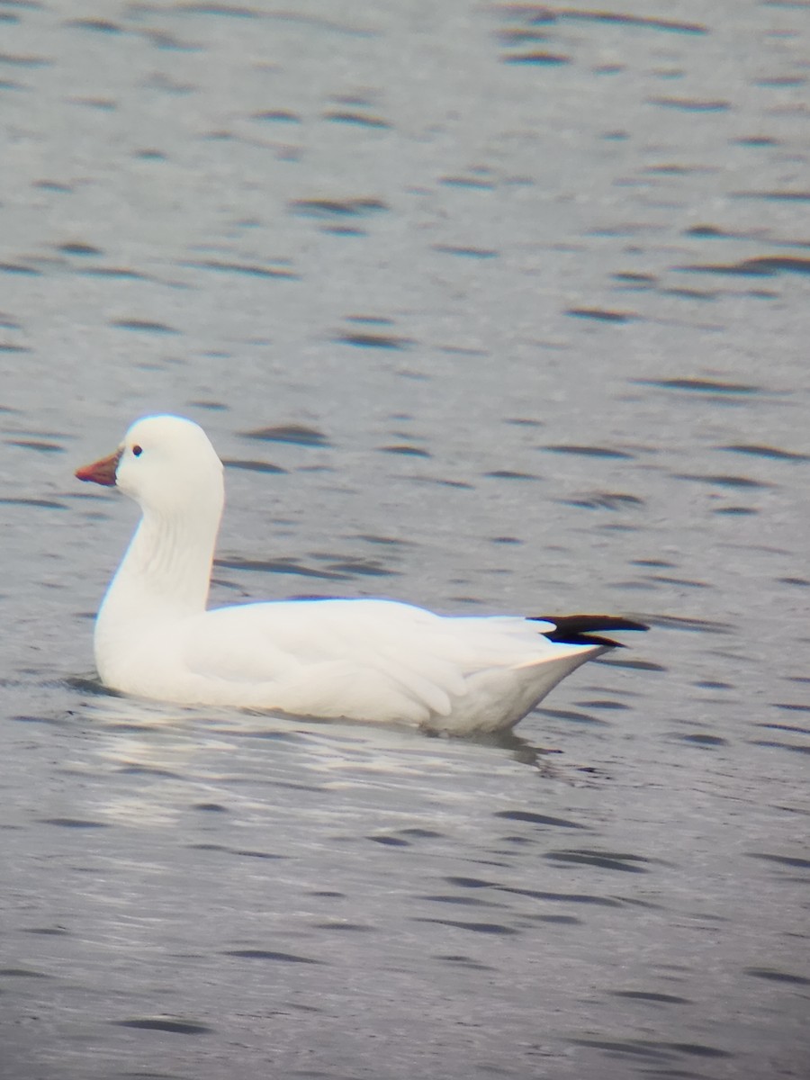 Ross's Goose - ML627363259