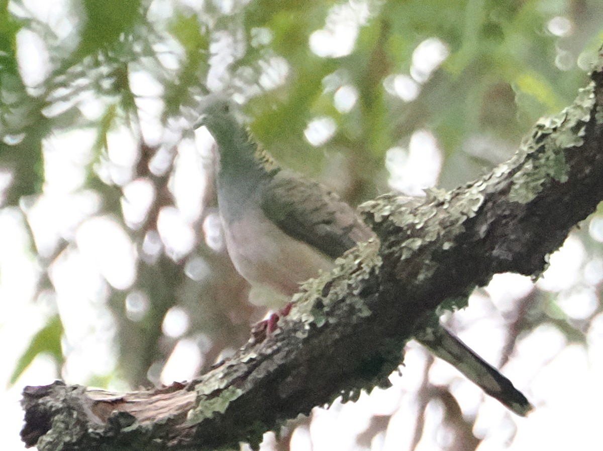 Bar-shouldered Dove - ML627363281