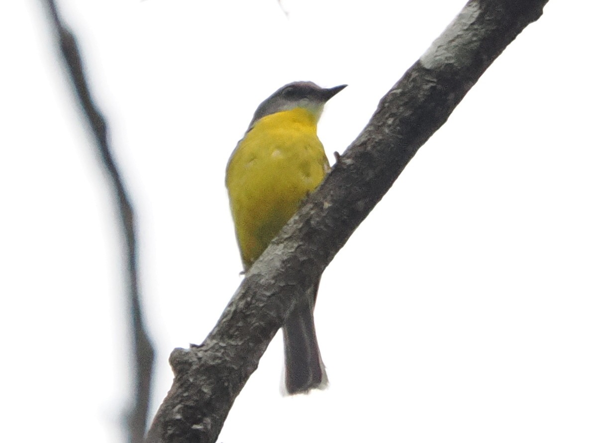 Eastern Yellow Robin - ML627363356