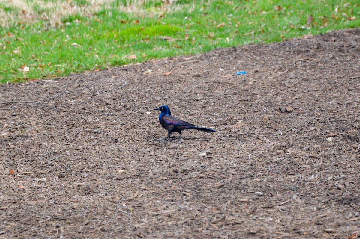 Common Grackle - ML627363374