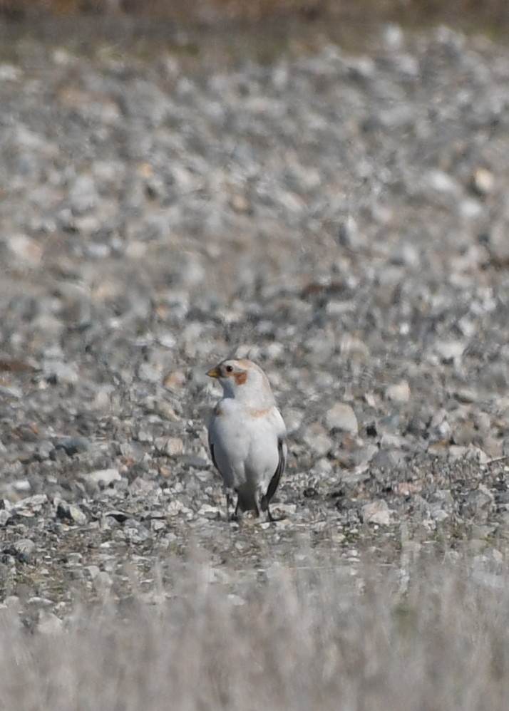 Snow Bunting - ML627363389