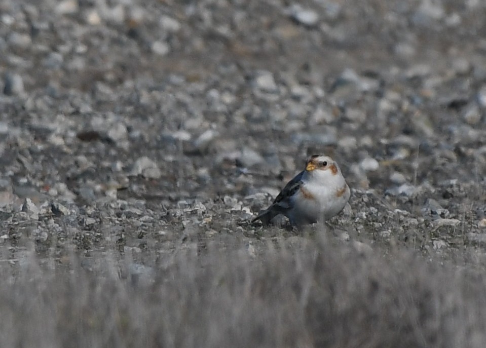 Snow Bunting - ML627363390