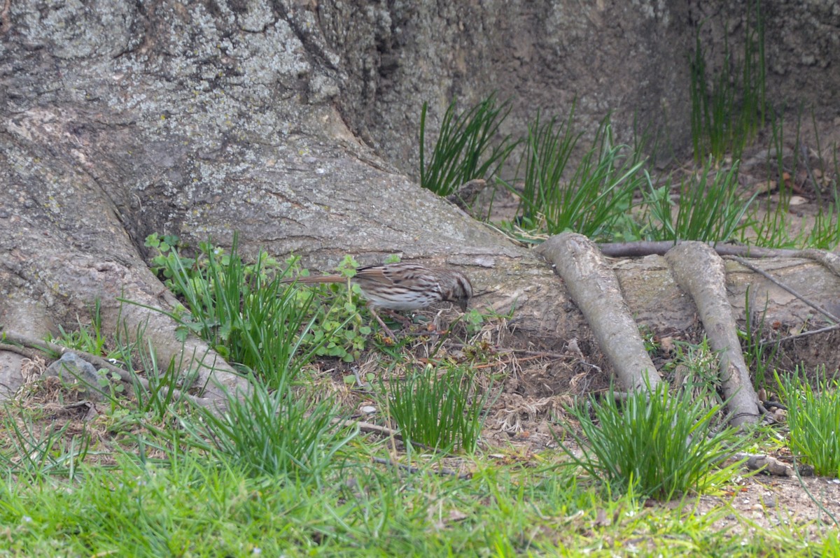 Song Sparrow - ML627363419