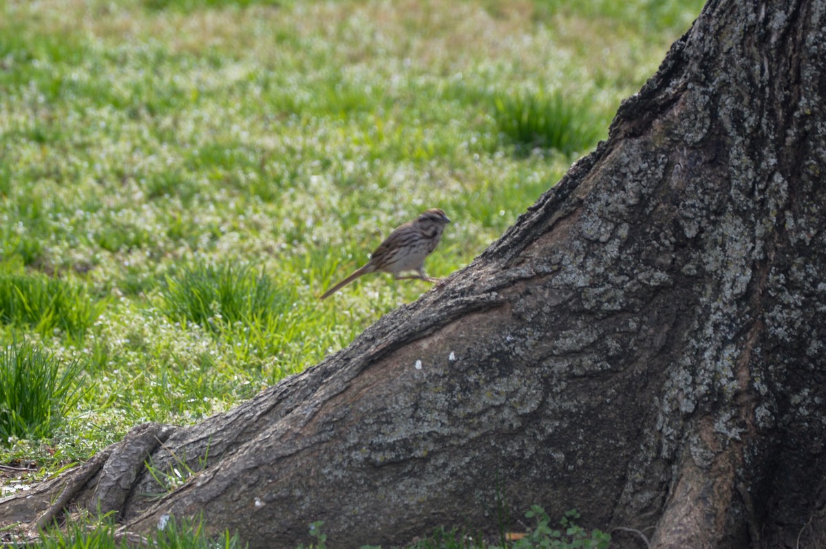 Song Sparrow - ML627363420