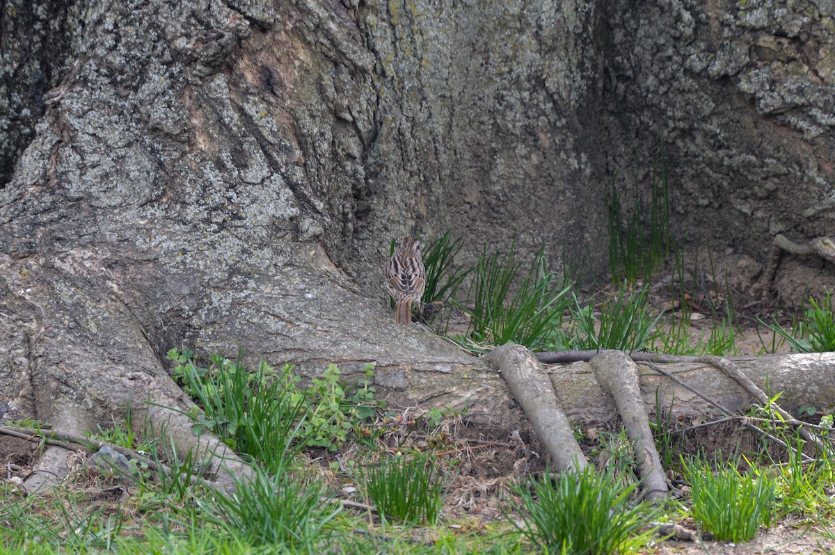 Song Sparrow - ML627363422