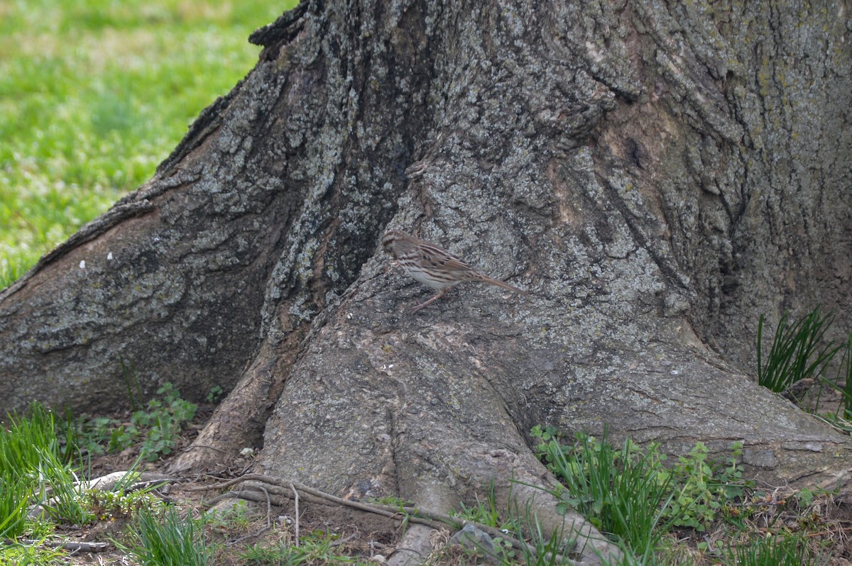 Song Sparrow - ML627363423