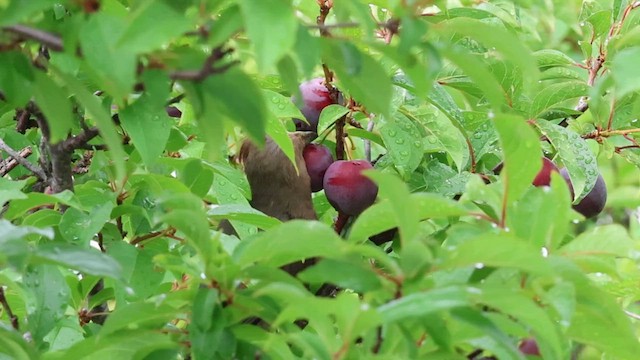 Red-faced Mousebird - ML627363459