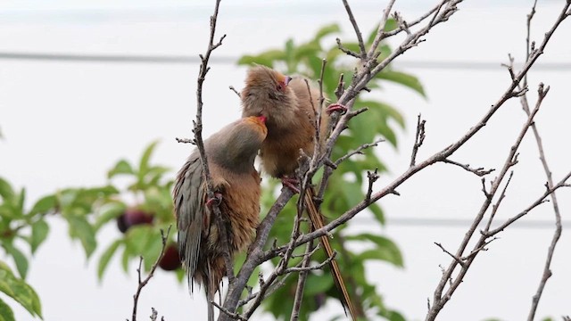 Red-faced Mousebird - ML627363461