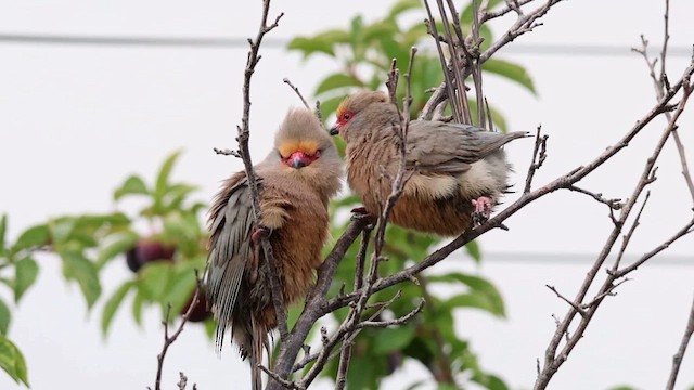 Red-faced Mousebird - ML627363502