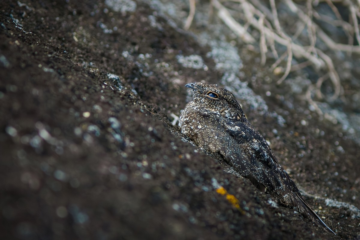 Pygmy Nightjar - ML627363520