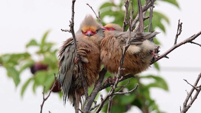 Red-faced Mousebird - ML627363539