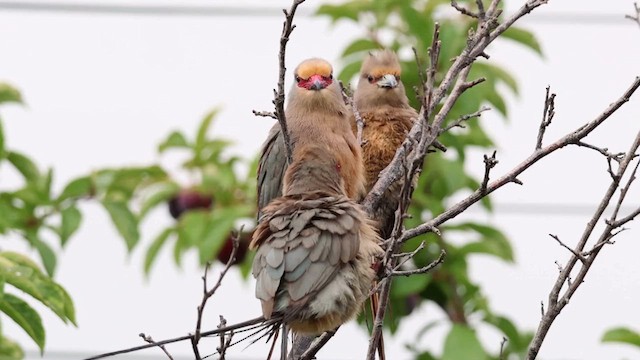 Red-faced Mousebird - ML627363567