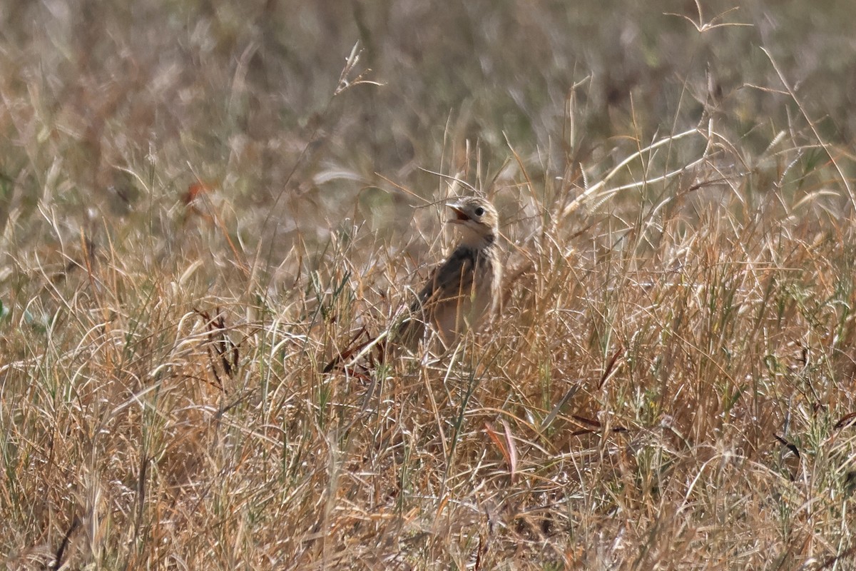 Sprague's Pipit - ML627363608