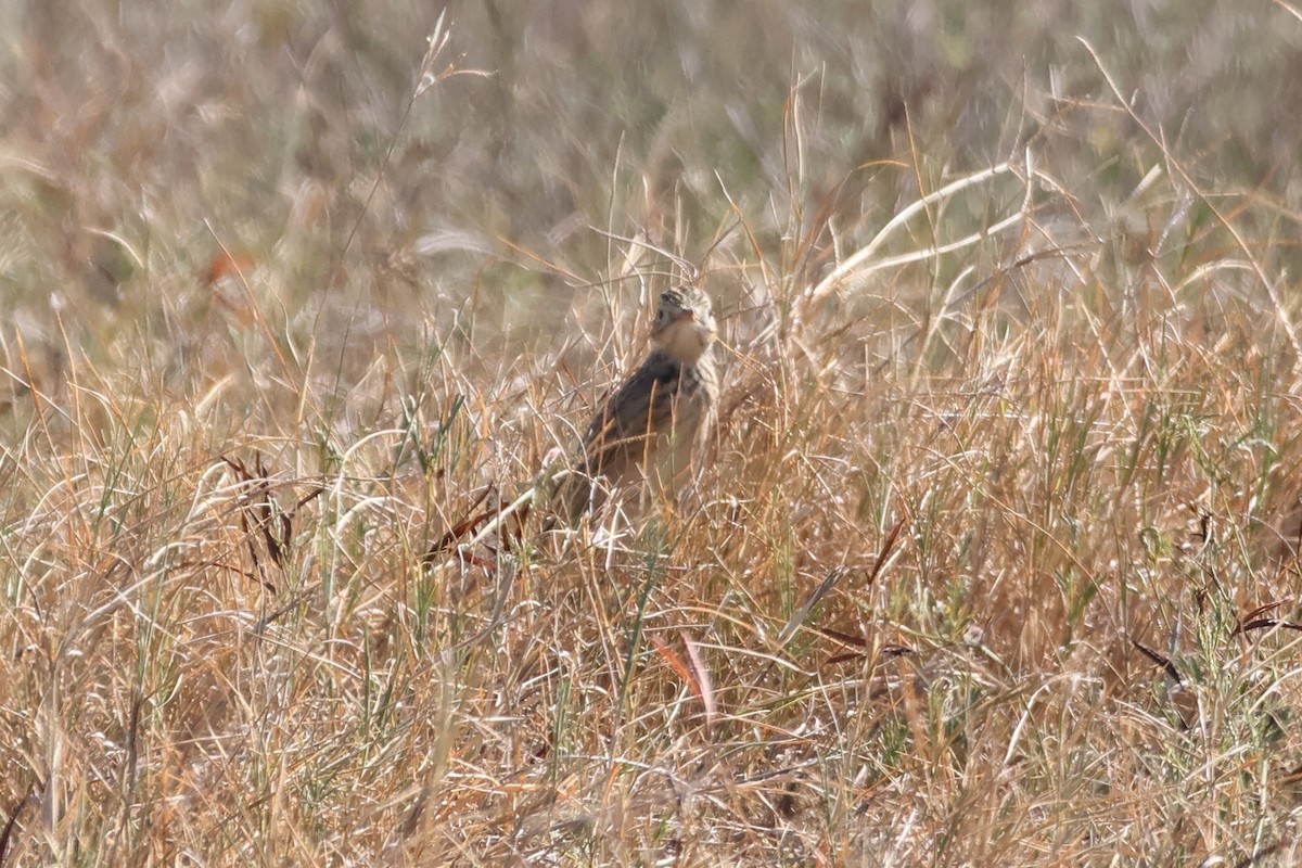 Sprague's Pipit - ML627363609