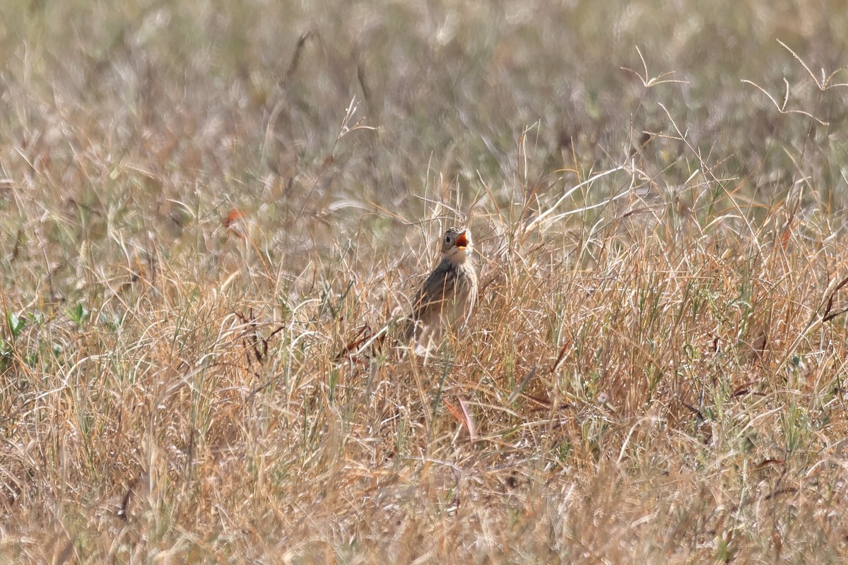 Sprague's Pipit - ML627363610