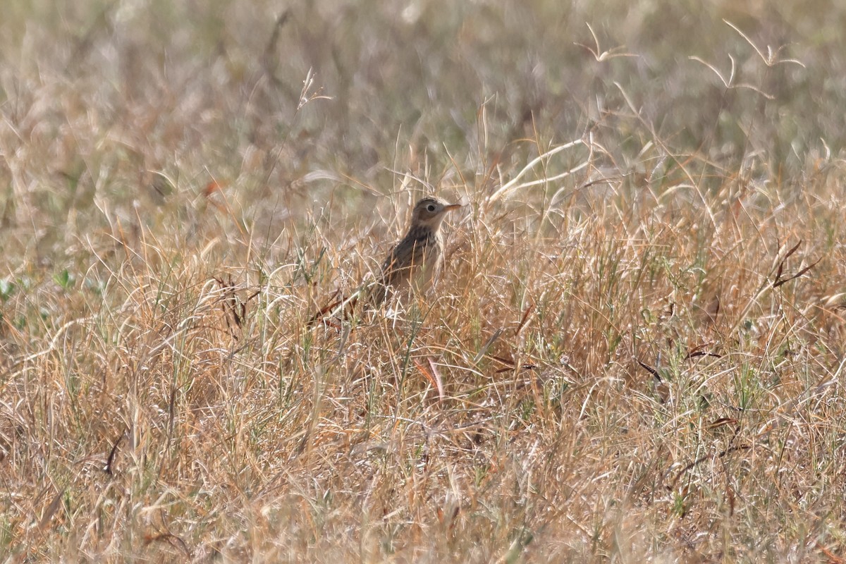 Sprague's Pipit - ML627363611