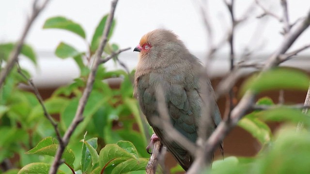 Red-faced Mousebird - ML627363617