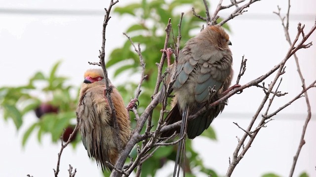 Red-faced Mousebird - ML627363698