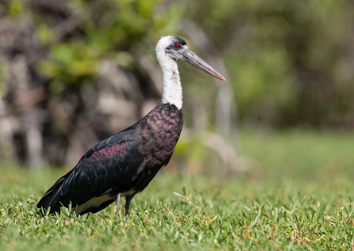 African Woolly-necked Stork - ML627363752
