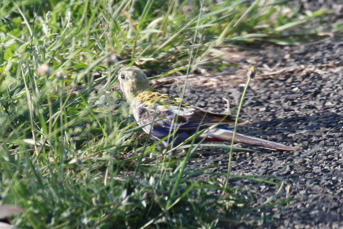 Pale-headed Rosella - ML627363754