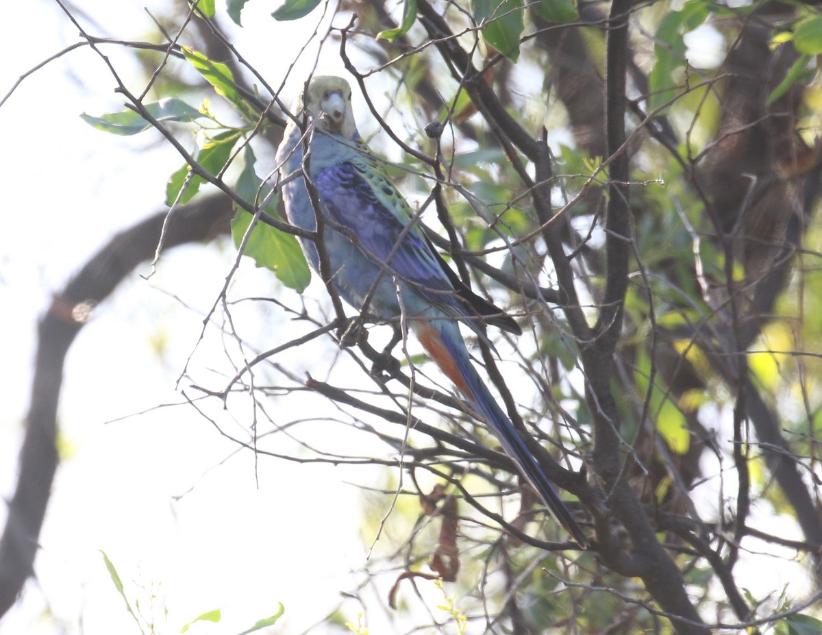 Pale-headed Rosella - ML627363762