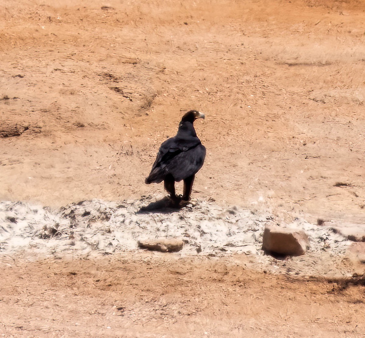 Klippenadler - ML627363798