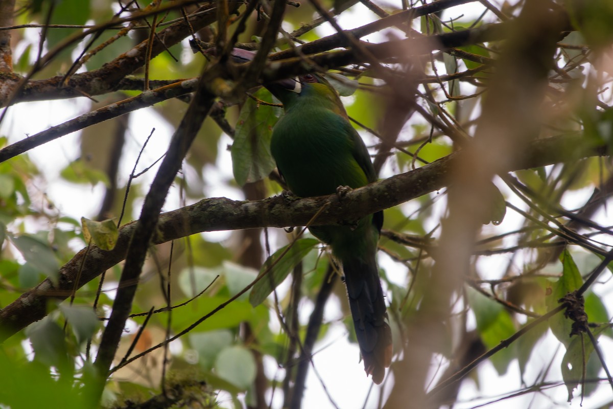 Crimson-rumped Toucanet - ML627364179
