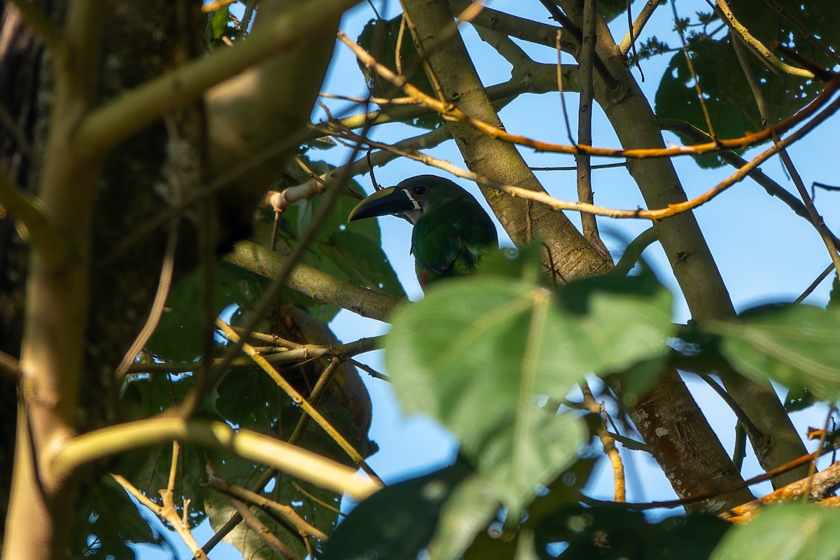 Southern Emerald-Toucanet - ML627364189