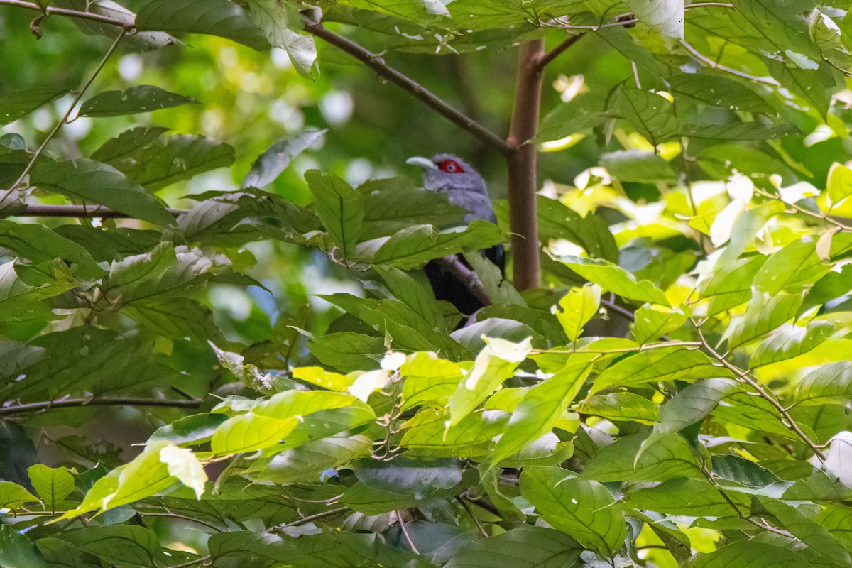 Black-bellied Malkoha - ML627364210